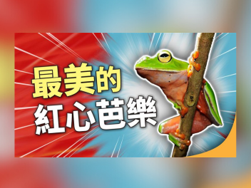 森林裡的「綠寶石」正在消失！臺灣特有種橙腹樹蛙